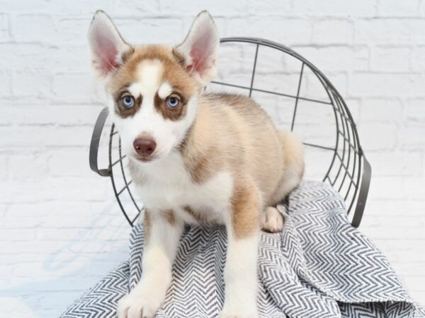 Siberian Husky DOG Female Black & White 35345 Petland Novi, Michigan