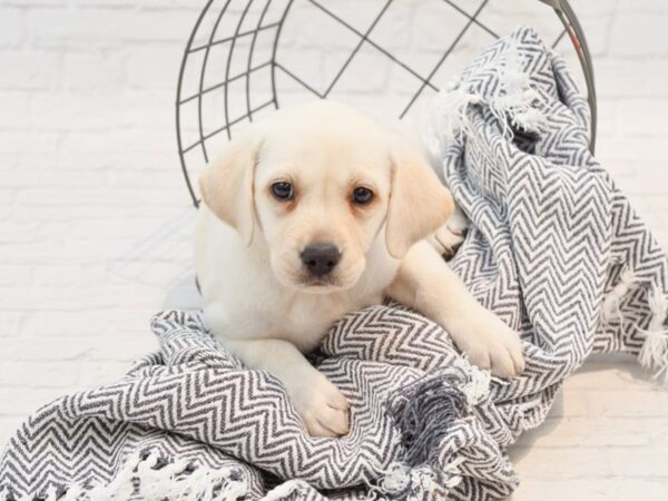 Labrador Retriever DOG Female Cream 35346 Petland Novi, Michigan