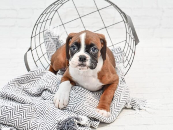 Boxer DOG Female Fawn 35347 Petland Novi, Michigan