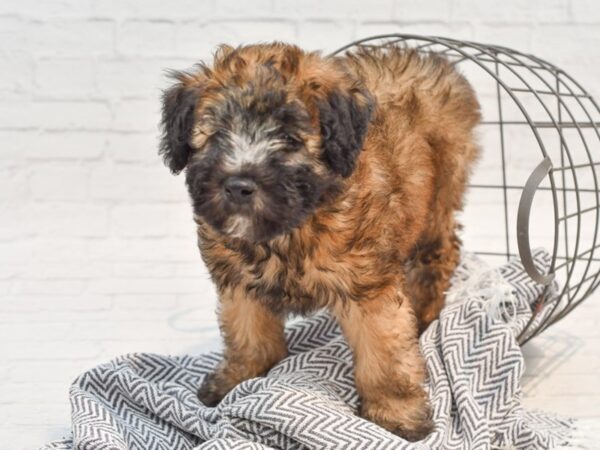 Soft Coated Wheaten Terrier DOG Male Wheaten 35350 Petland Novi, Michigan