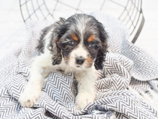 Cocker Spaniel DOG Male Blue Merle, Parti 35351 Petland Novi, Michigan