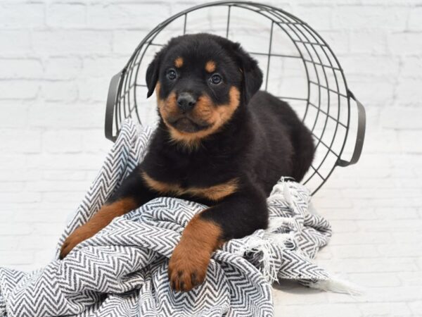 Rottweiler DOG Male Black / Tan 35352 Petland Novi, Michigan