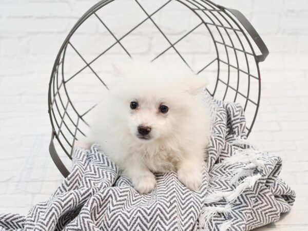 American Eskimo Dog-DOG-Male-White-35353-Petland Novi, Michigan