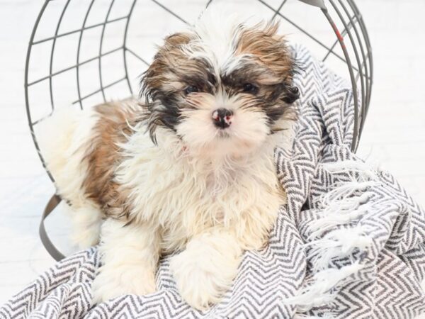 Shih Tzu-DOG-Male-Black White / Tan-35354-Petland Novi, Michigan