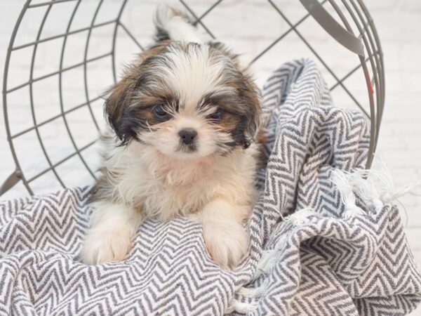 Shih Tzu-DOG-Female-Black / White-35355-Petland Novi, Michigan