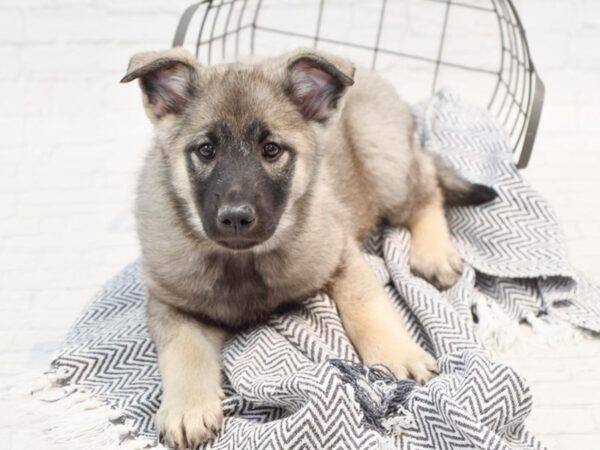 Norwegian Elkhound DOG Male Black White / Silver 35356 Petland Novi, Michigan