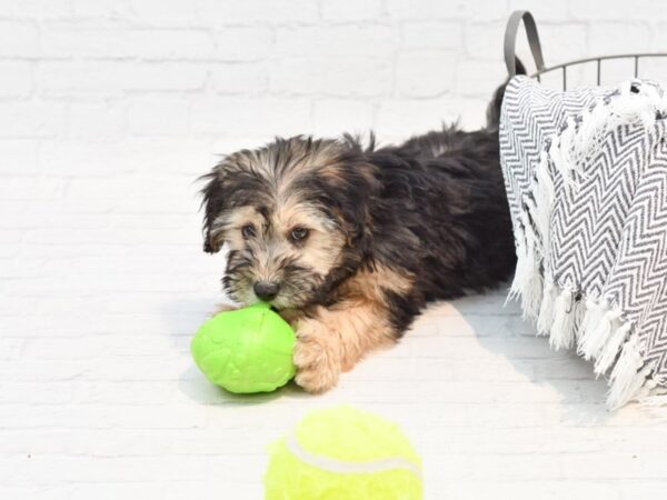 Woodle-DOG-Female-Black / White-35357-Petland Novi, Michigan