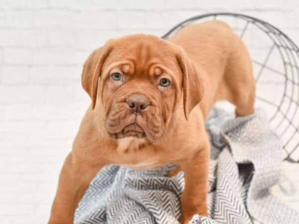 Dogue De Bordeaux-DOG-Male-Red-35358-Petland Novi, Michigan