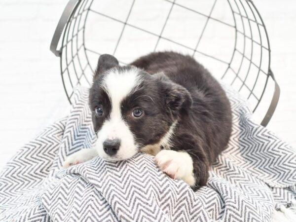 Cardigan Welsh Corgi-DOG-Male-Black / White-35359-Petland Novi, Michigan