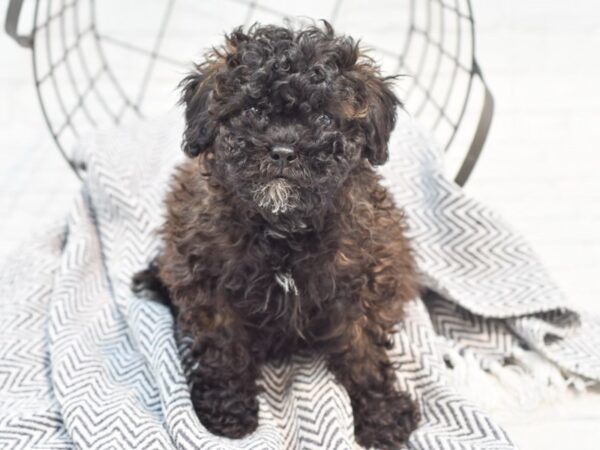 Daisy Dog-DOG-Female-Black-35360-Petland Novi, Michigan