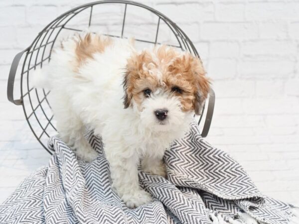 Daisy Dog-DOG-Female-Brown / White-35361-Petland Novi, Michigan