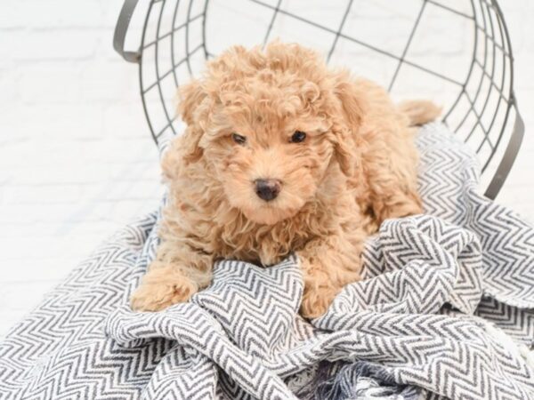 Miniature Poodle DOG Male Chocolate 35362 Petland Novi, Michigan