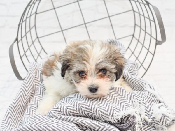 Teddy Bear-DOG-Female-Cream-35363-Petland Novi, Michigan