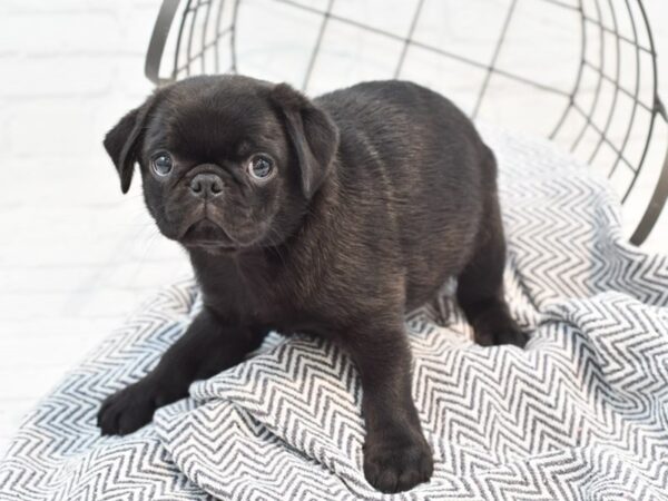 Pug DOG Male Black 35364 Petland Novi, Michigan