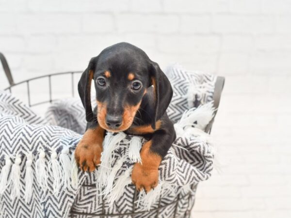 Dachshund DOG Male Black / Tan 35365 Petland Novi, Michigan