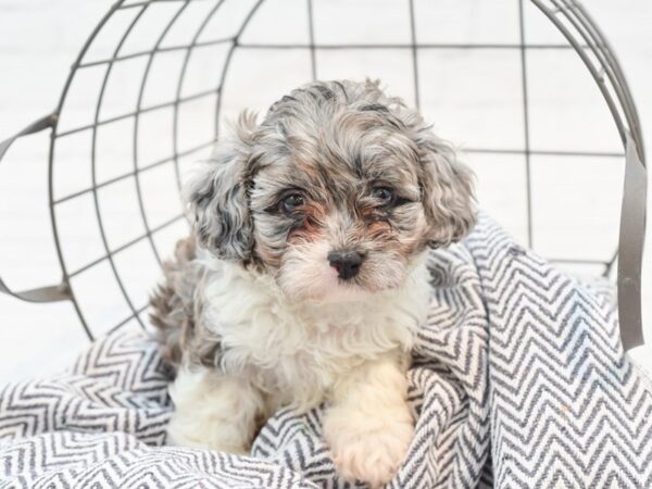 Cavapoo-DOG-Male-Blue Merle-35366-Petland Novi, Michigan