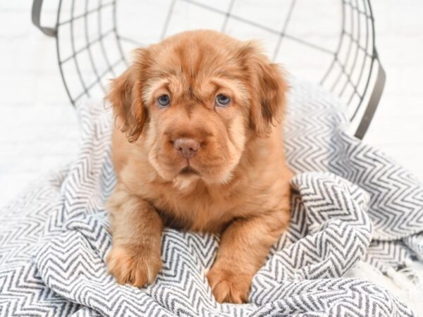 Mini Hippo DOG Female Brown 35367 Petland Novi, Michigan