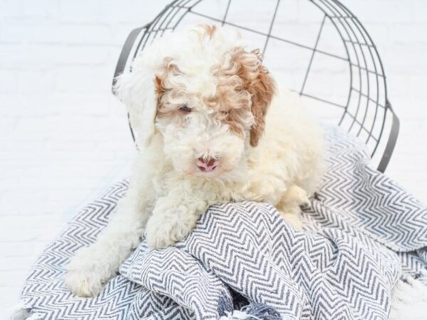 Goldendoodle DOG Male Apricot 35368 Petland Novi, Michigan