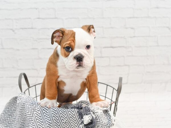 English Bulldog DOG Male Red & White 35369 Petland Novi, Michigan