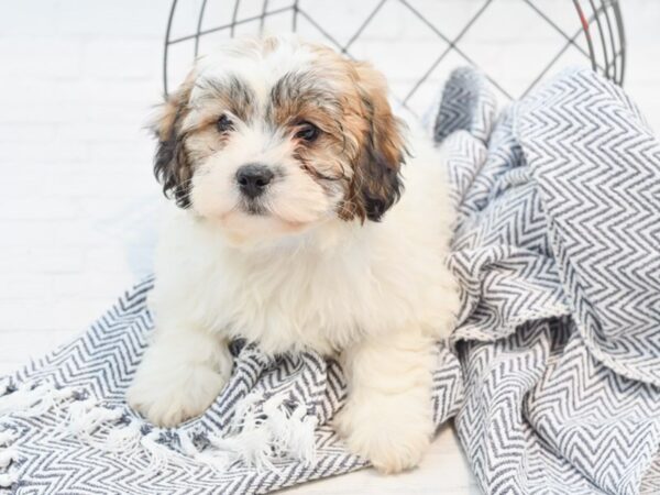 Teddy Bear-DOG-Male-Brown & White-35370-Petland Novi, Michigan