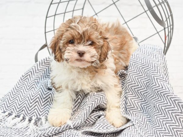 Teddy Bear DOG Female Brown & White 35371 Petland Novi, Michigan