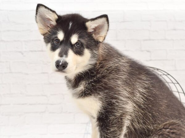 Alaskan Malamute DOG Male Black & White 35372 Petland Novi, Michigan