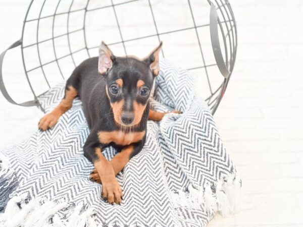 Miniature Pinscher DOG Female Black / Tan 35375 Petland Novi, Michigan