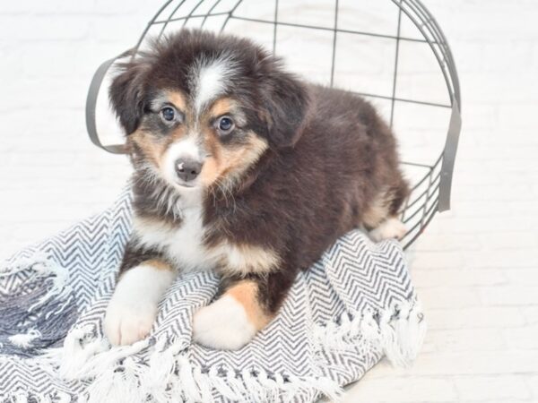 Miniature Australian Shepherd DOG Male Black Tan / White 35377 Petland Novi, Michigan