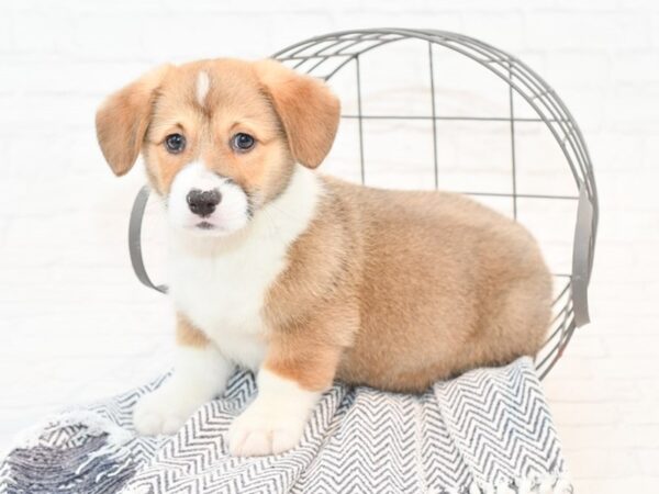 Pembroke Welsh Corgi DOG Male Red / White 35378 Petland Novi, Michigan