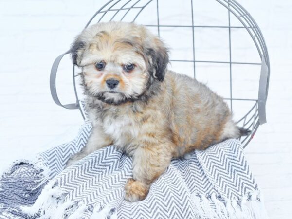 Aussie Tzu DOG Male Sable / White 35379 Petland Novi, Michigan