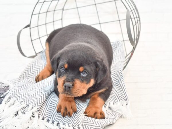 Rottweiler DOG Female Black / Tan 35384 Petland Novi, Michigan