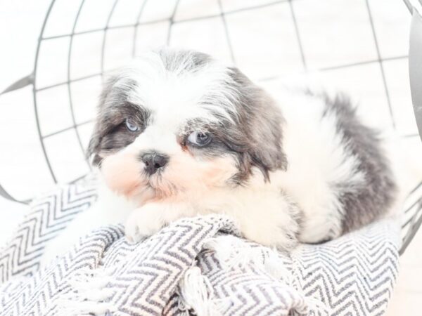 Shih Tzu-DOG-Male-Blue / White-35385-Petland Novi, Michigan