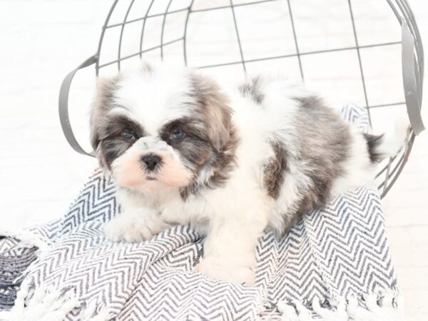 Shih Tzu-DOG-Female-Blue / White-35386-Petland Novi, Michigan