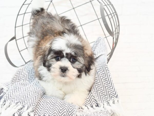 Teddy Bear-DOG-Male-Sable / White-35387-Petland Novi, Michigan