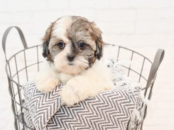 Yorkiepoo DOG Female Brown / White 35388 Petland Novi, Michigan