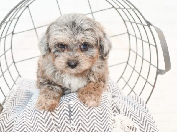 Aussiepoo DOG Female Blue Merle 35389 Petland Novi, Michigan