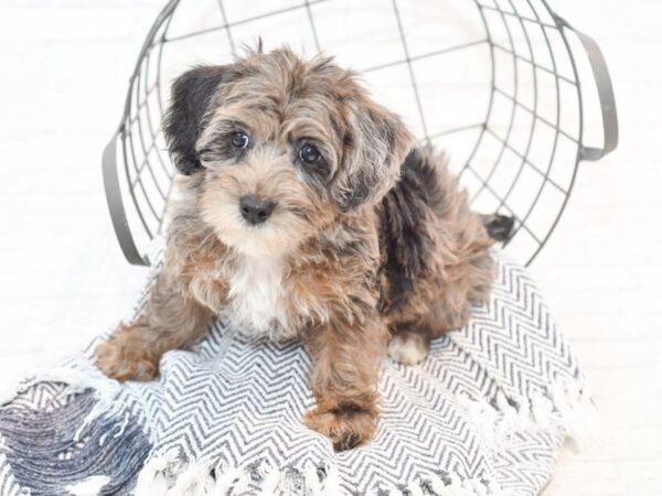 Yorkiepoo DOG Female Blue Merle 35390 Petland Novi, Michigan