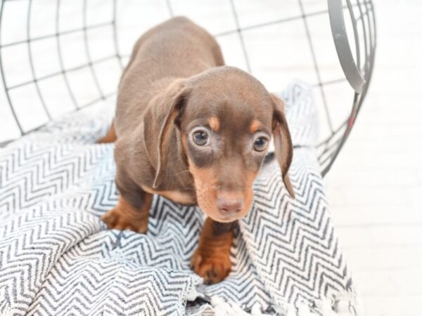 Dachshund-DOG-Male-Chocolate / Tan-35391-Petland Novi, Michigan