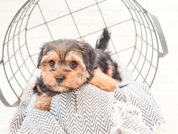 Morkie DOG Female Black / Tan 35392 Petland Novi, Michigan