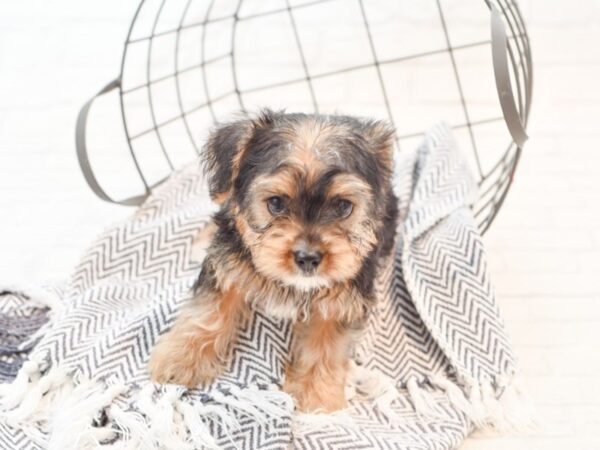 Morkie DOG Female Black / Tan 35393 Petland Novi, Michigan