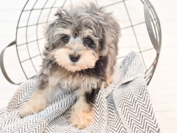 Schnoodle DOG Male Blue Merle 35394 Petland Novi, Michigan