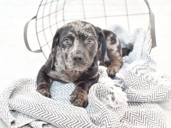 Doxie/Lab DOG Male Black 35348 Petland Novi, Michigan