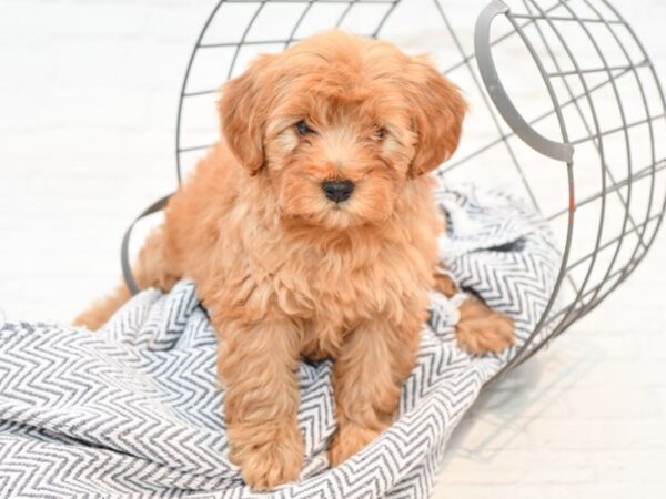 F1B Mini Goldendoodle DOG Female Apricot 35381 Petland Novi, Michigan