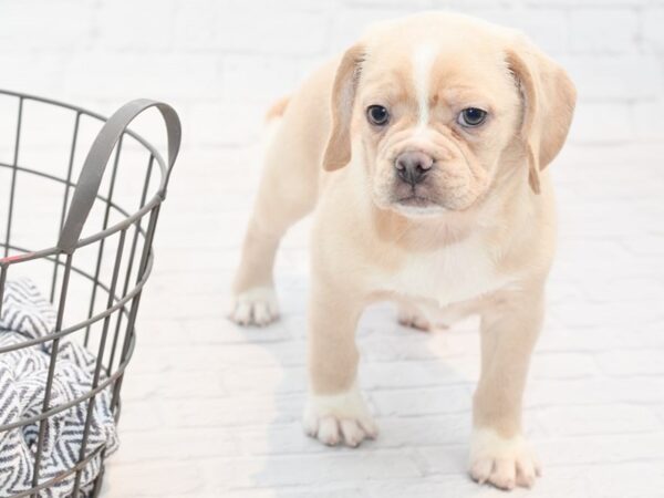 Puggle DOG Female Cream 35382 Petland Novi, Michigan