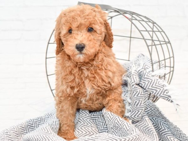 Poodle DOG Male Apricot 35383 Petland Novi, Michigan