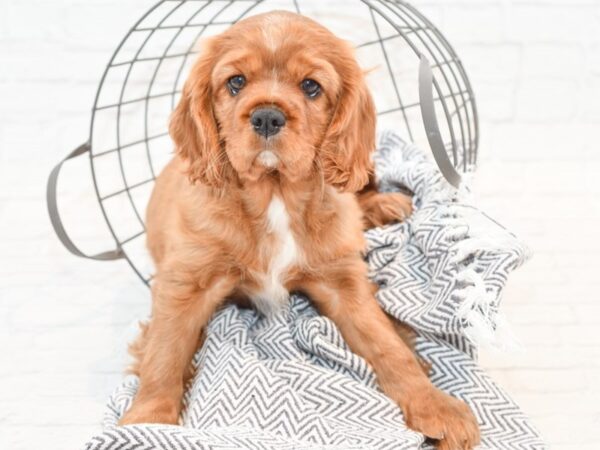 Cavalier King Charles Spaniel-DOG-Male-Ruby-35395-Petland Novi, Michigan