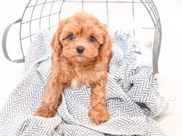 Cavapoo-DOG-Male-Ruby-35396-Petland Novi, Michigan