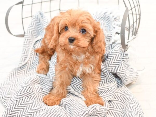 Cavapoo-DOG-Female-Ruby-35397-Petland Novi, Michigan