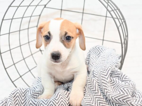 Jack Russell Terrier DOG Male Tan & White 35398 Petland Novi, Michigan