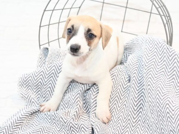 Jack Russell Terrier DOG Female Tan & White 35399 Petland Novi, Michigan